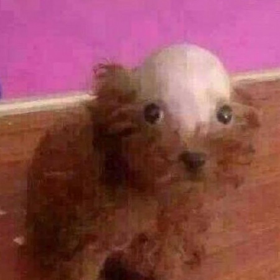 Bald Dog