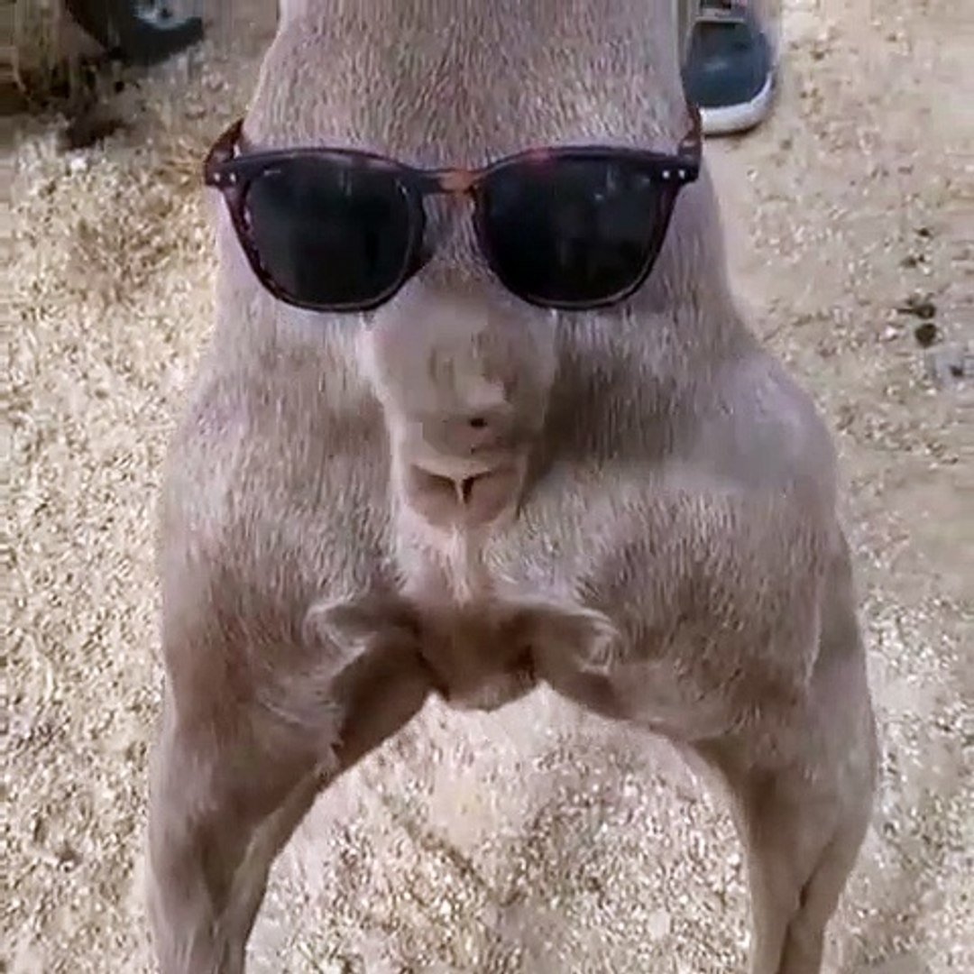 Животные угар