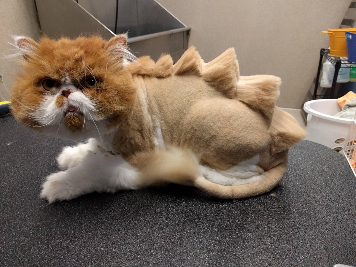 Смешная стрижка кота