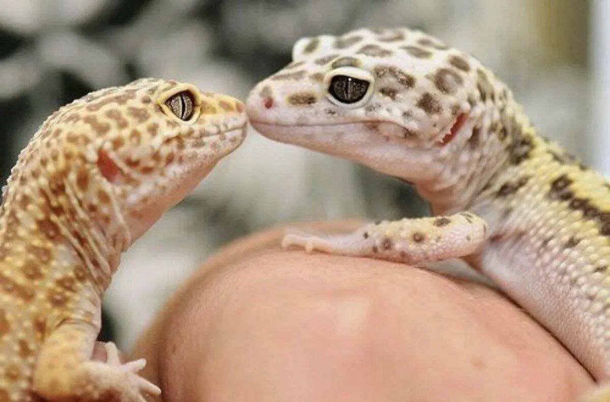 Геккон эублефар