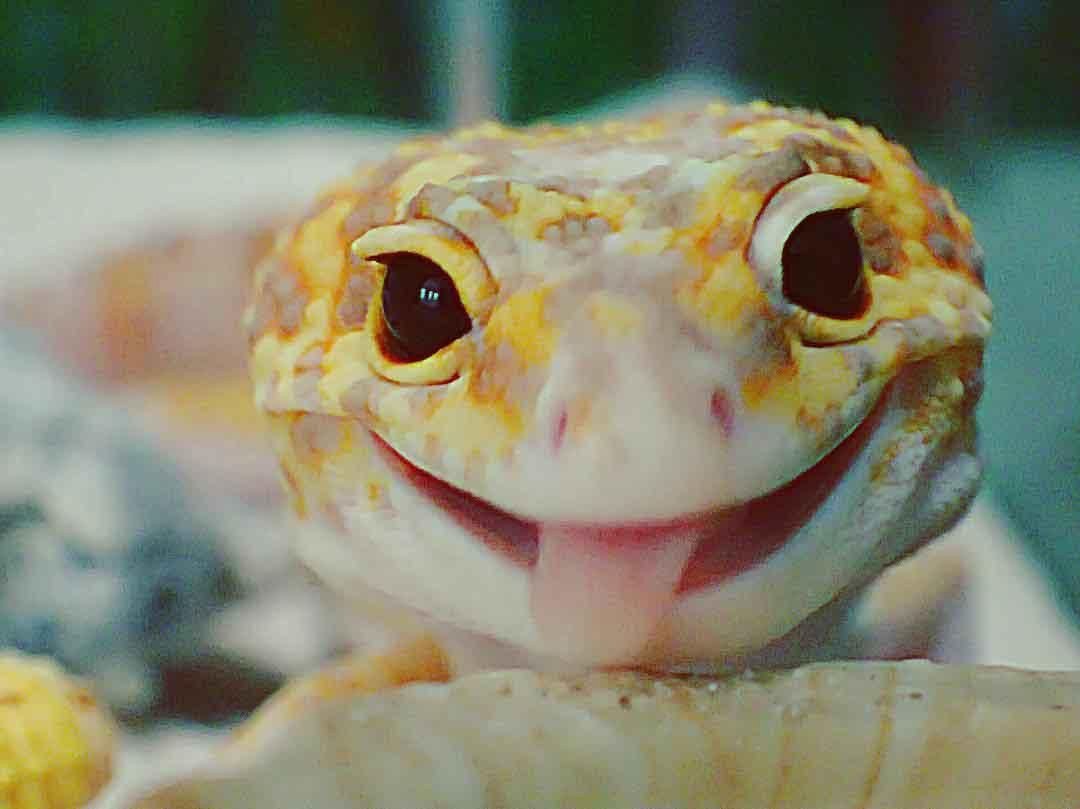 Эублефар улыбается