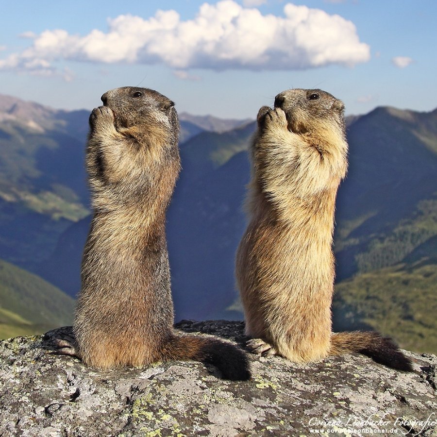 Монгольский сурок (Marmota sibirica)