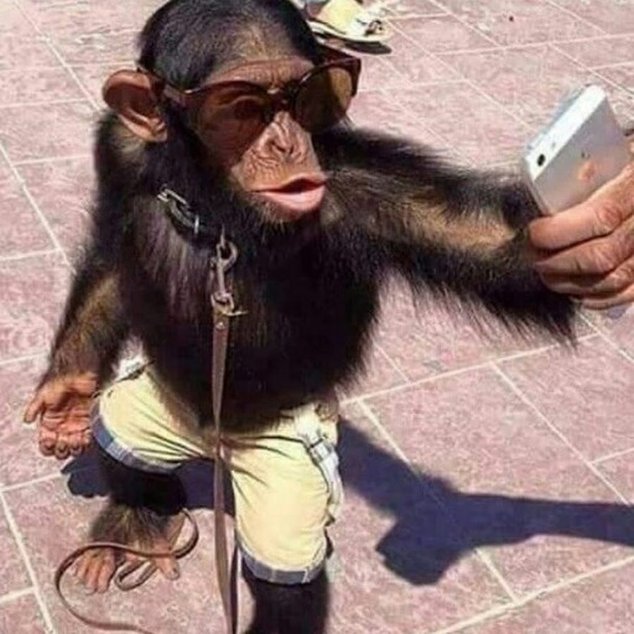 Угарные обезьяны