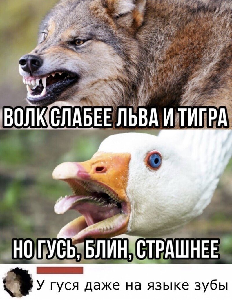 Волк слабее Льва и тигра но Гусь страшнее