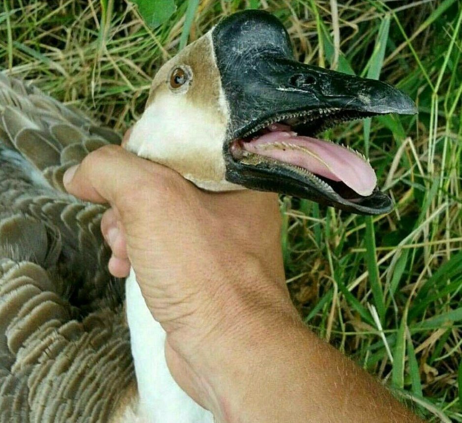 Душу гуся