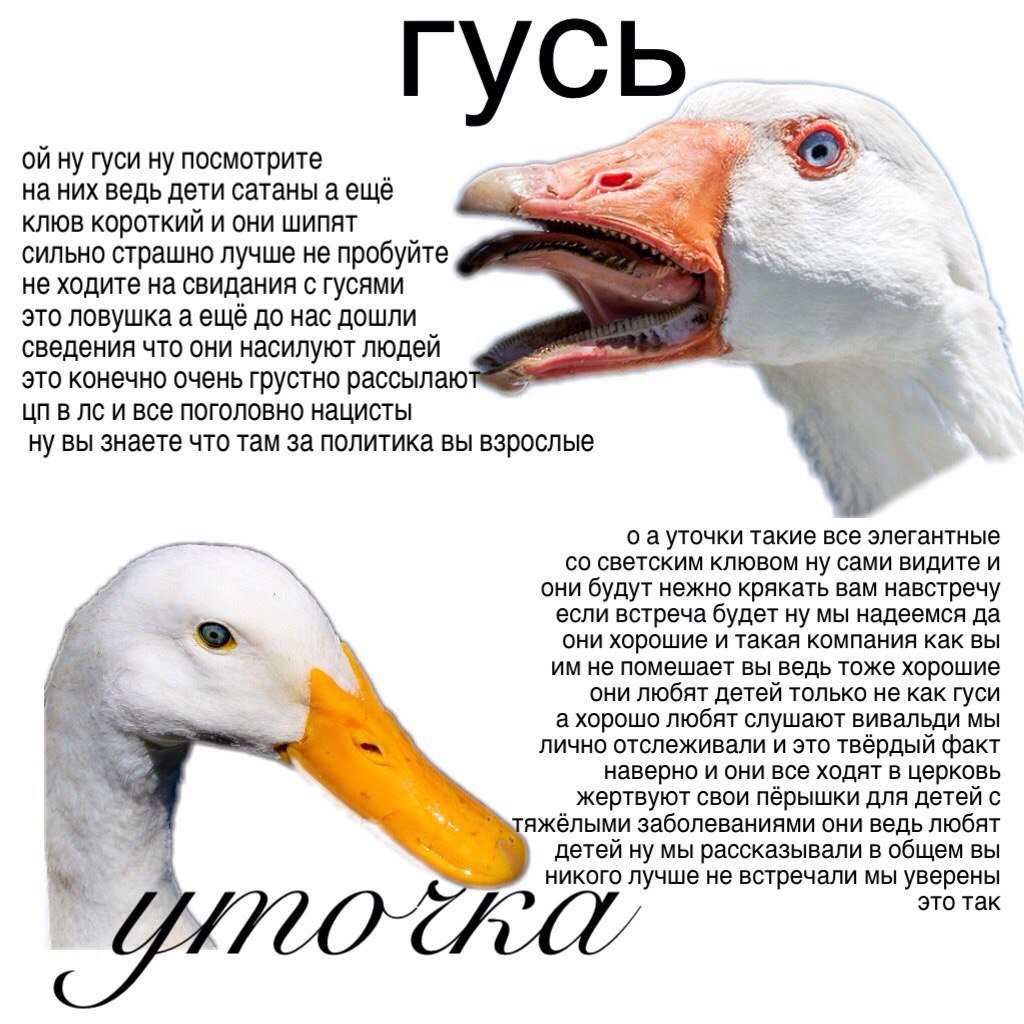 Злой Гусь