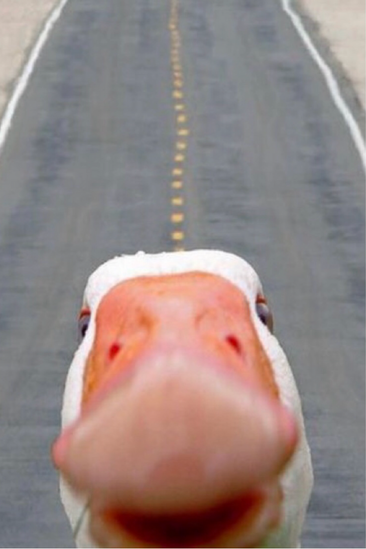 УГАРНЫЙ Гусь