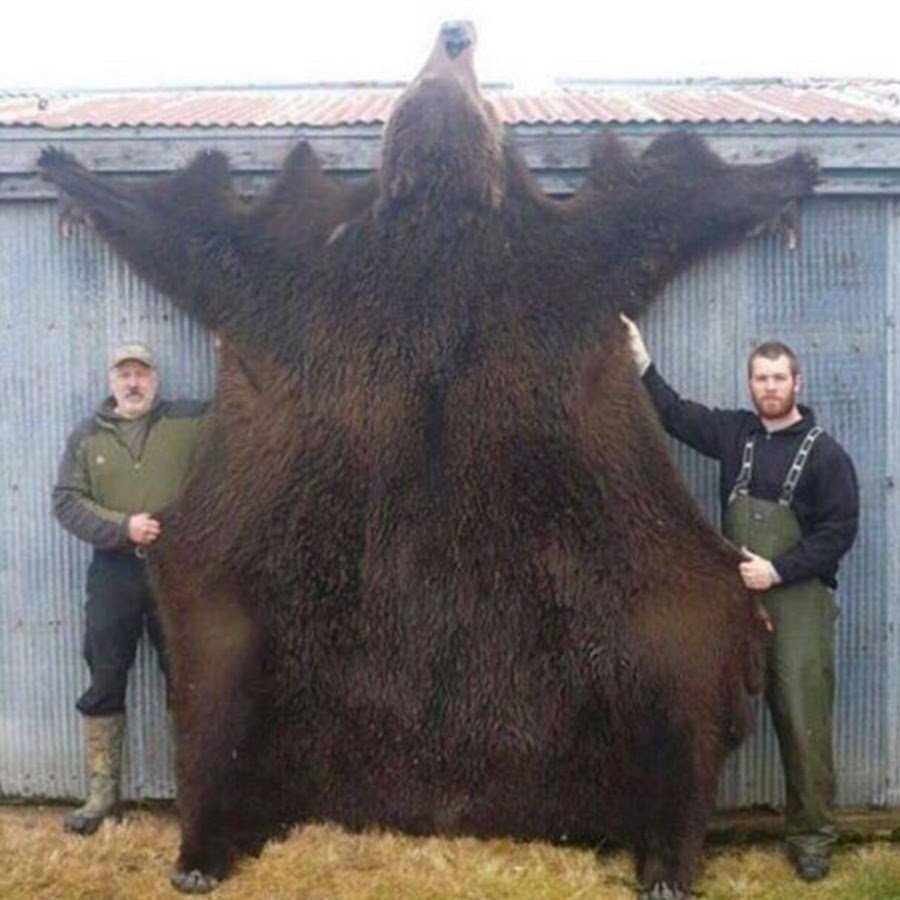 Секач кабан самый большой