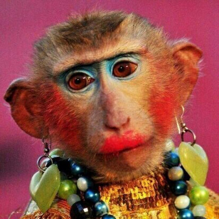 Прикольные обезьяны