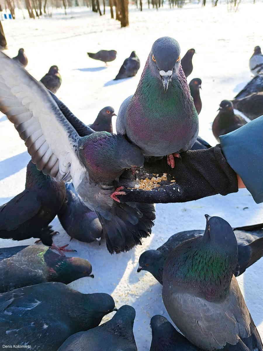 Курские голуби