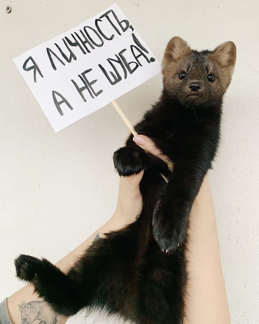 Соболь умора