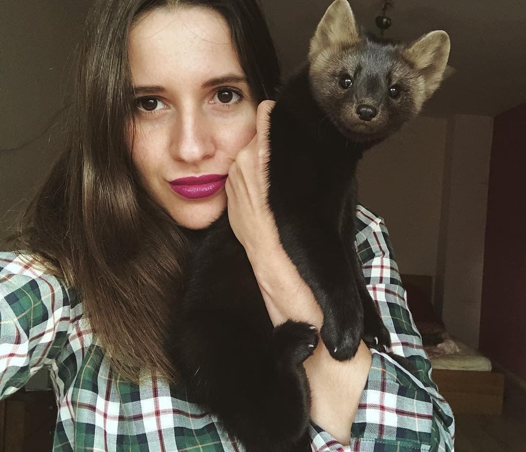 Соболь зверек домашний