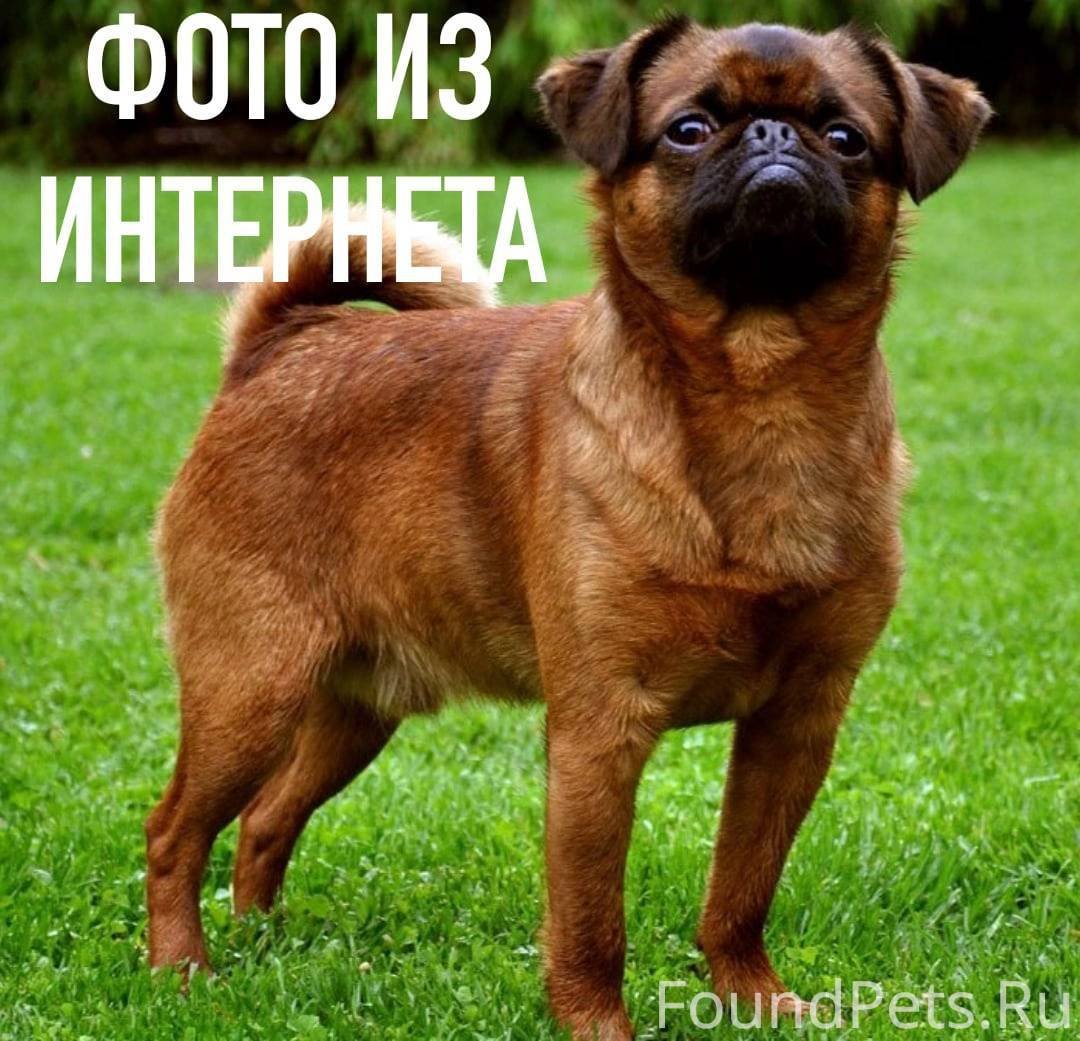 Пти брабансон
