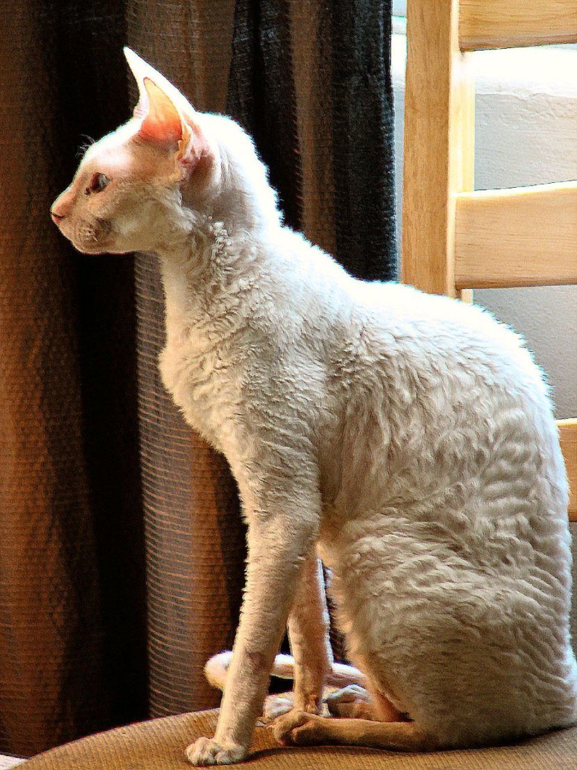 Корниш рекс