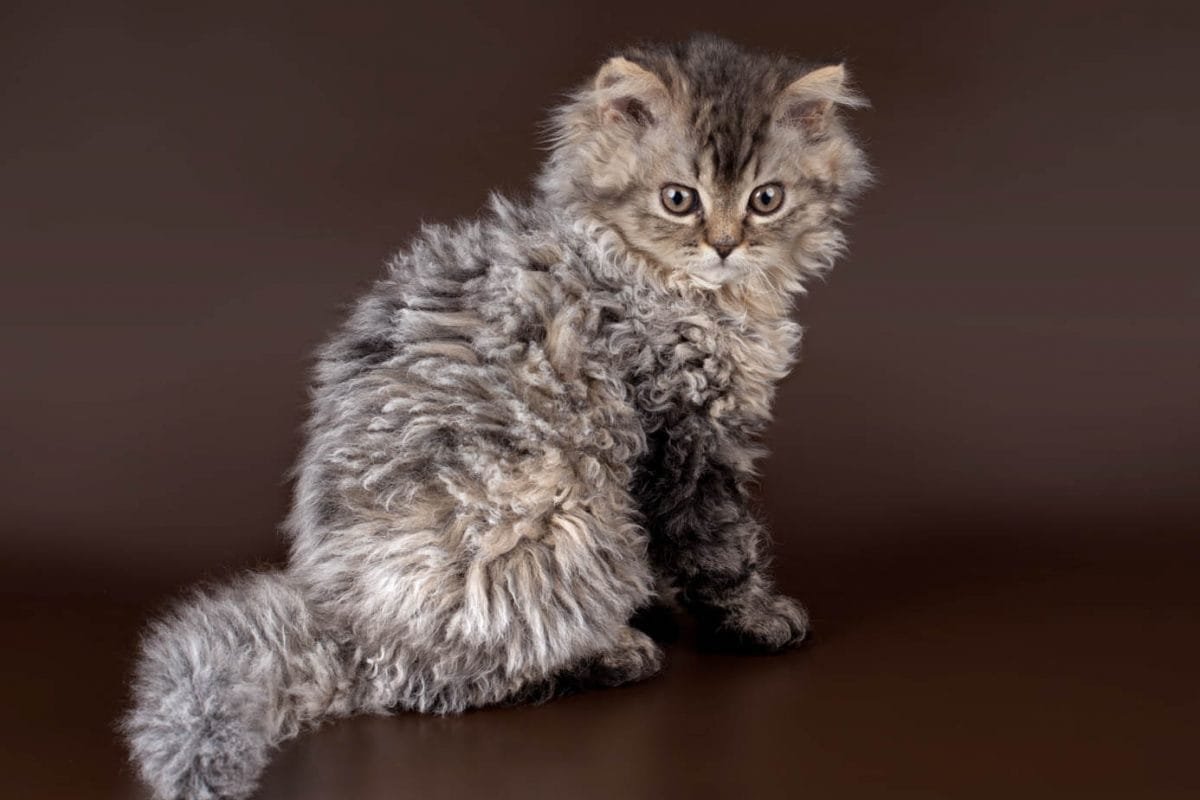 Кот Селкирк рекс