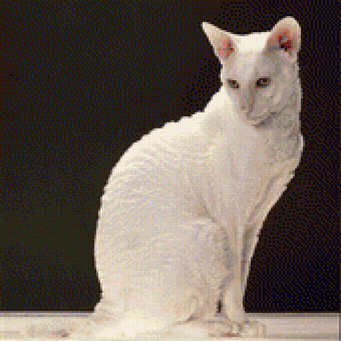 Корниш рекс кошка белая