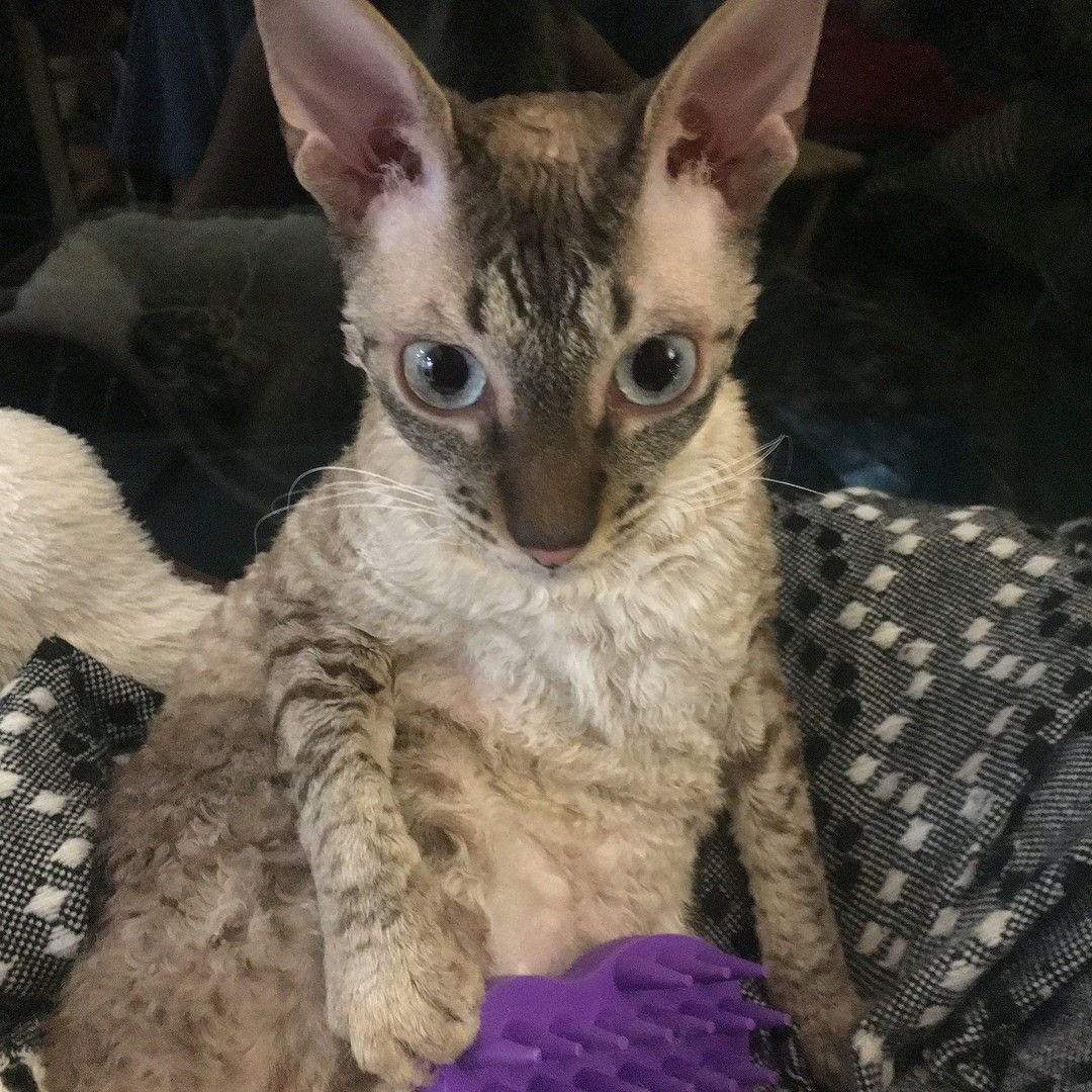 Котята сфинкс браш