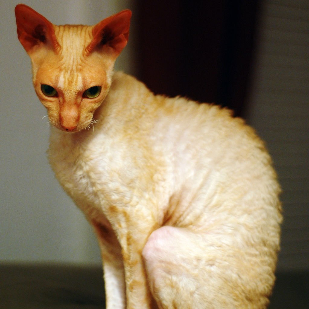 Корниш рекс кошка рыжая