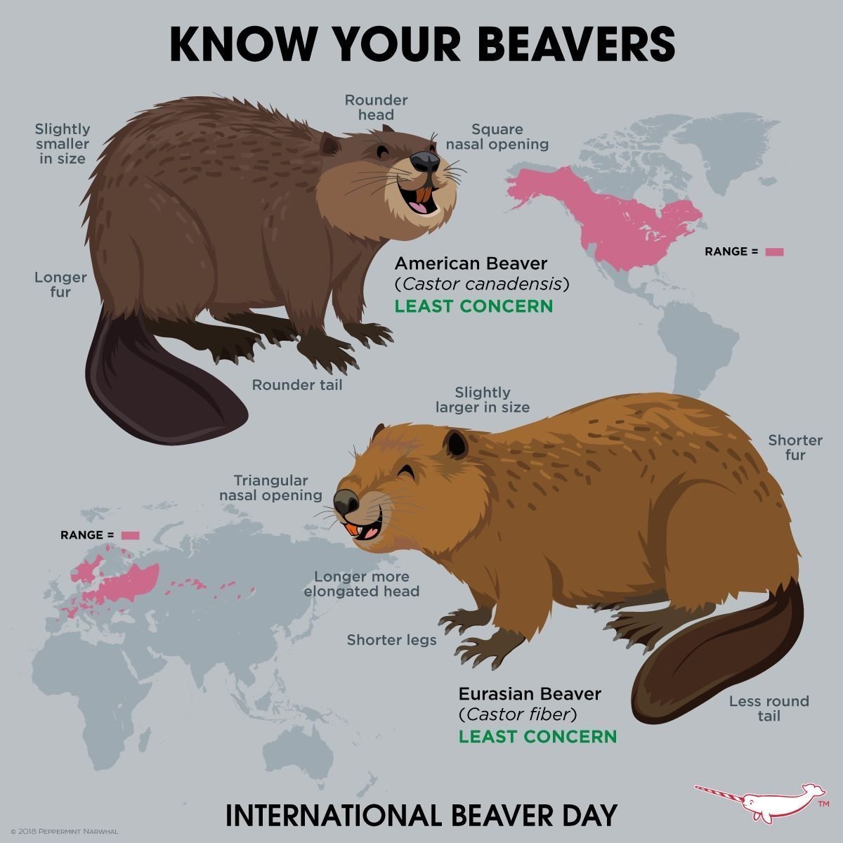 Канадский Бобр (Castor canadensis)