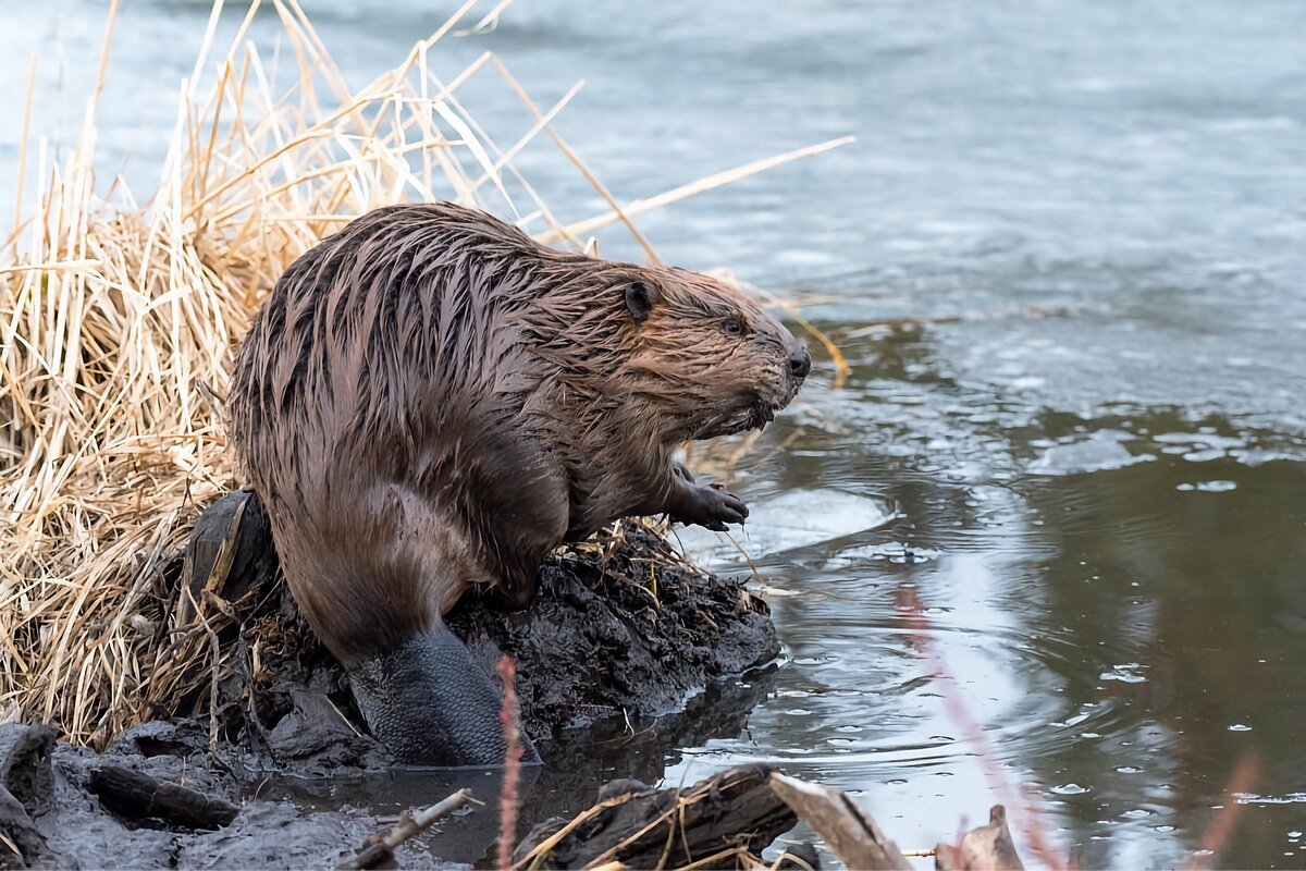 Castor canadensis
