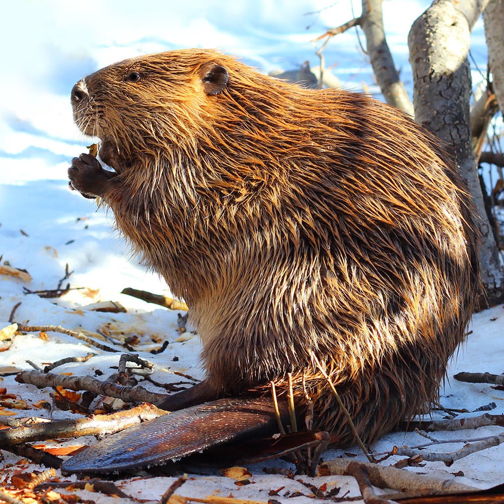 Канадский Бобр (Castor canadensis)