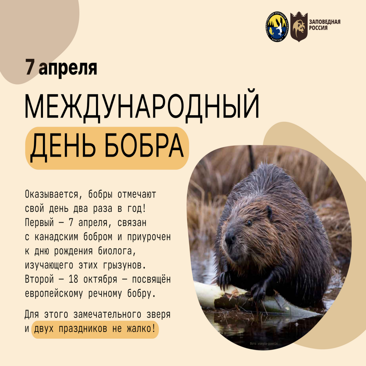 Открытка с днем бобра