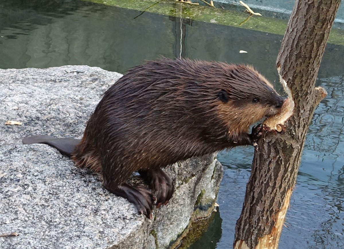 Канадский Бобр (Castor canadensis)