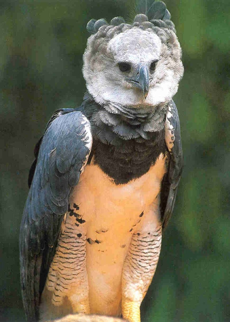 Harpy Eagle птица
