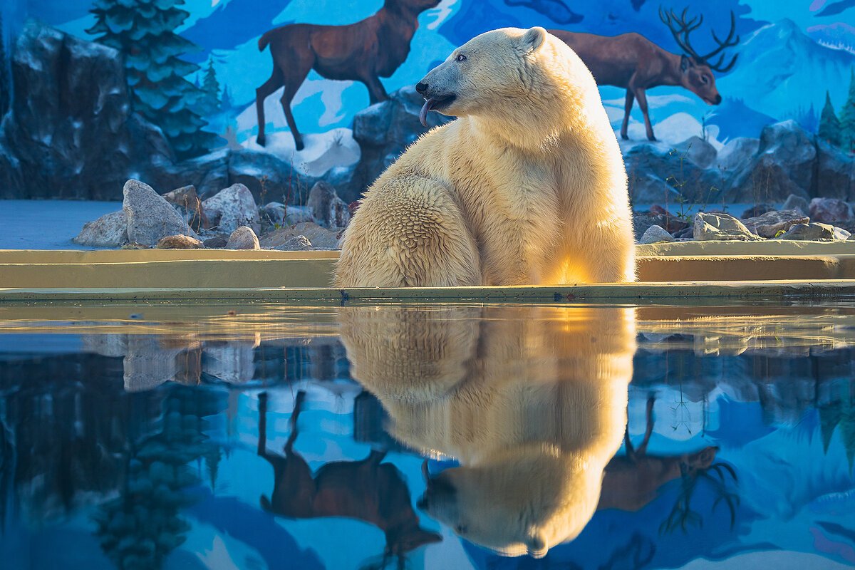 Фотообои медведь на стену