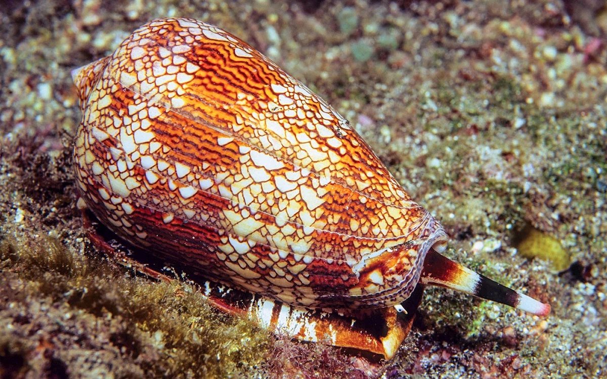 Морские брюхоногие моллюски