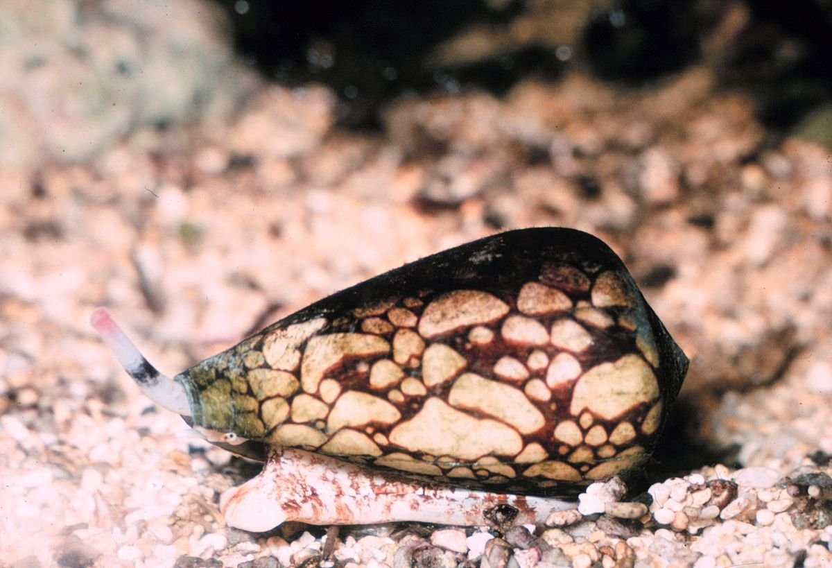 Conus SP