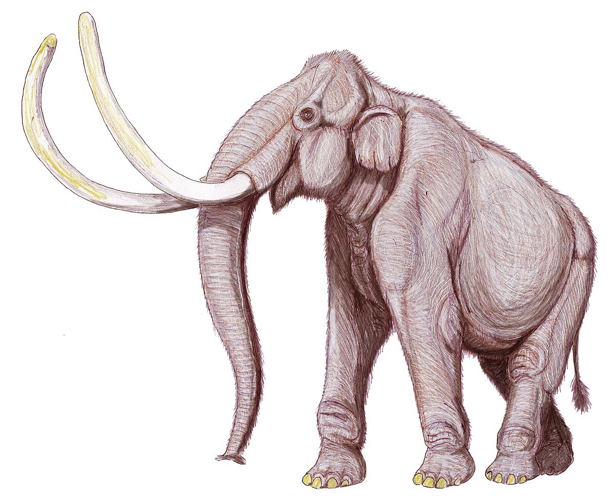 Южный слон Mammuthus meridionalis