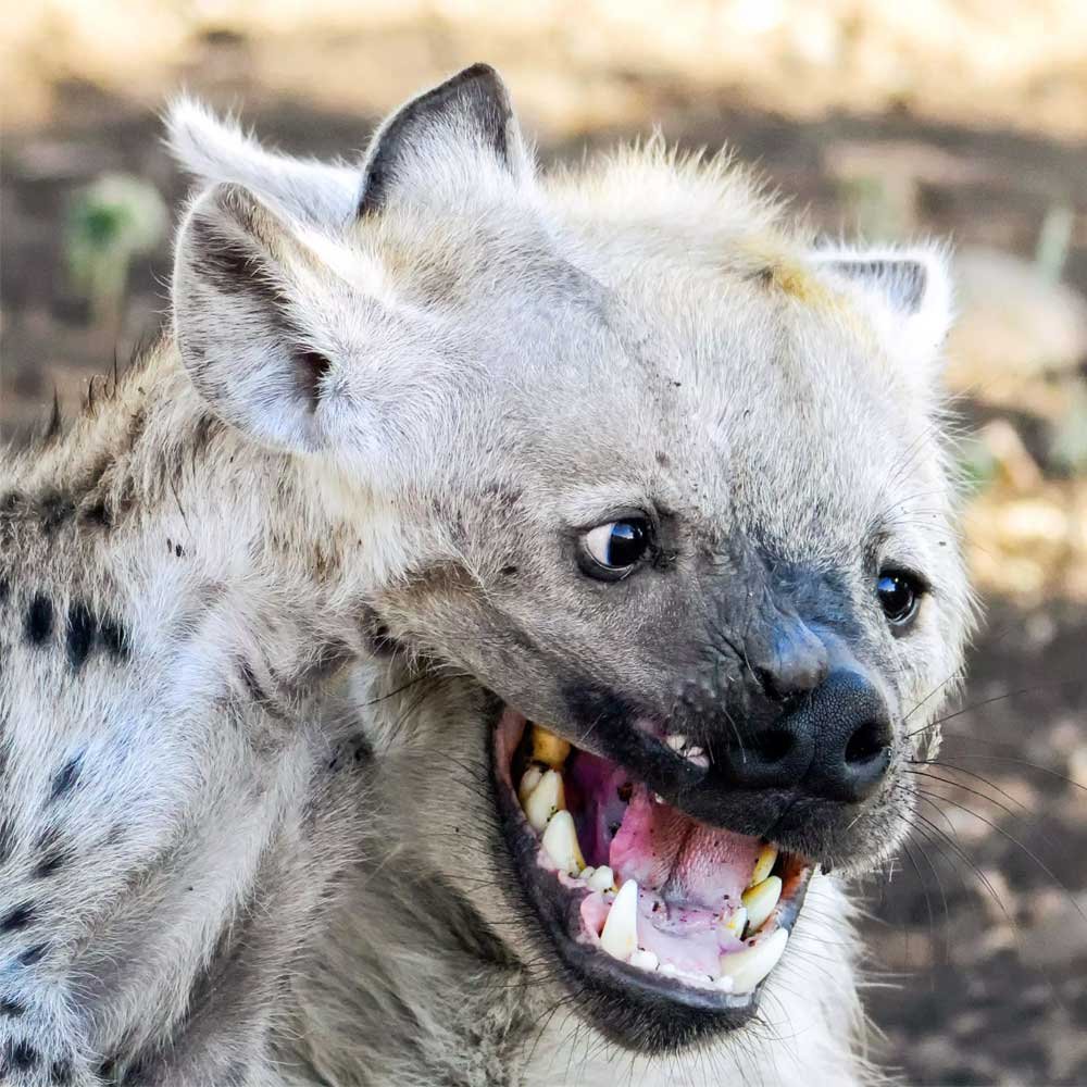 Hyena гиена толстая гиена