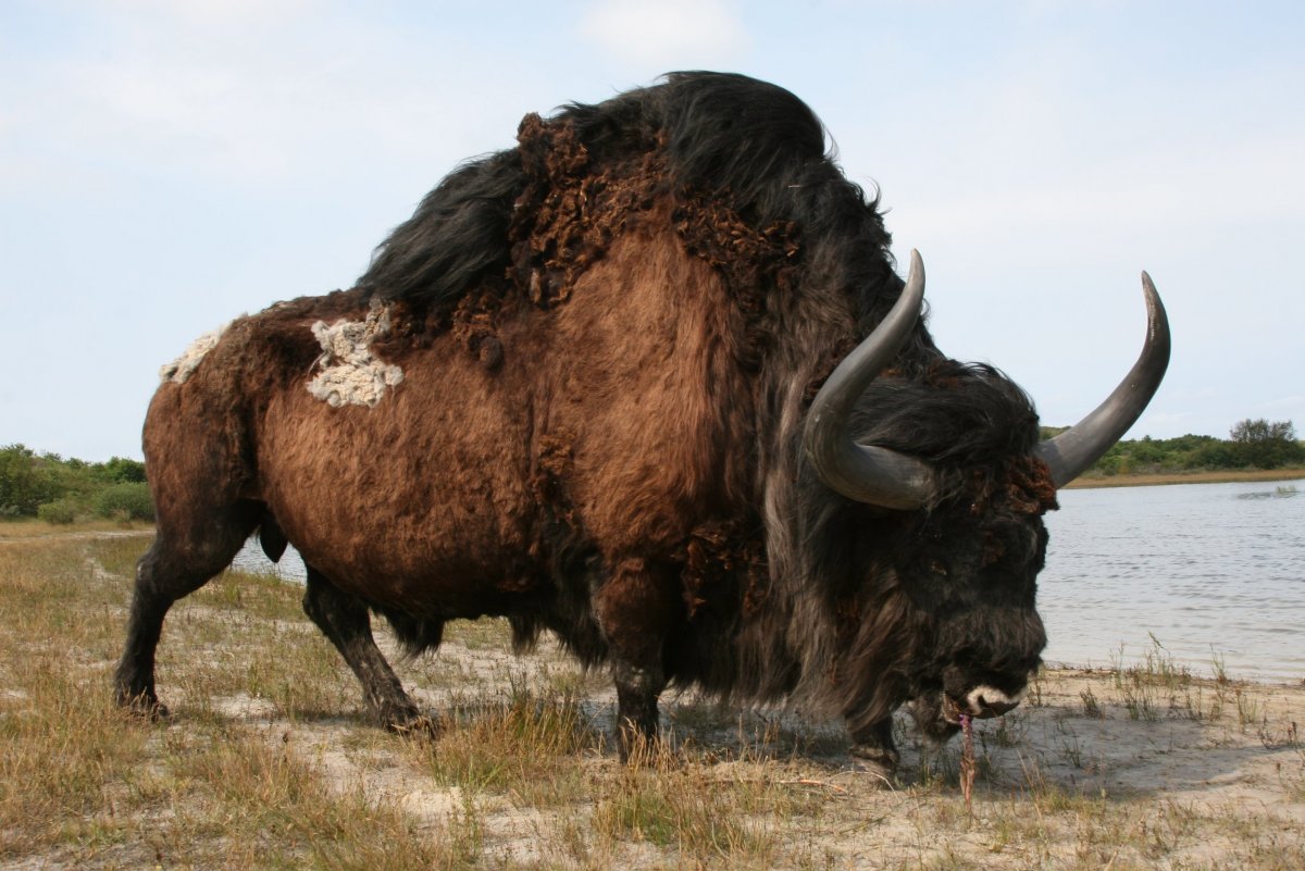 Bison latifrons самый большой Бизон
