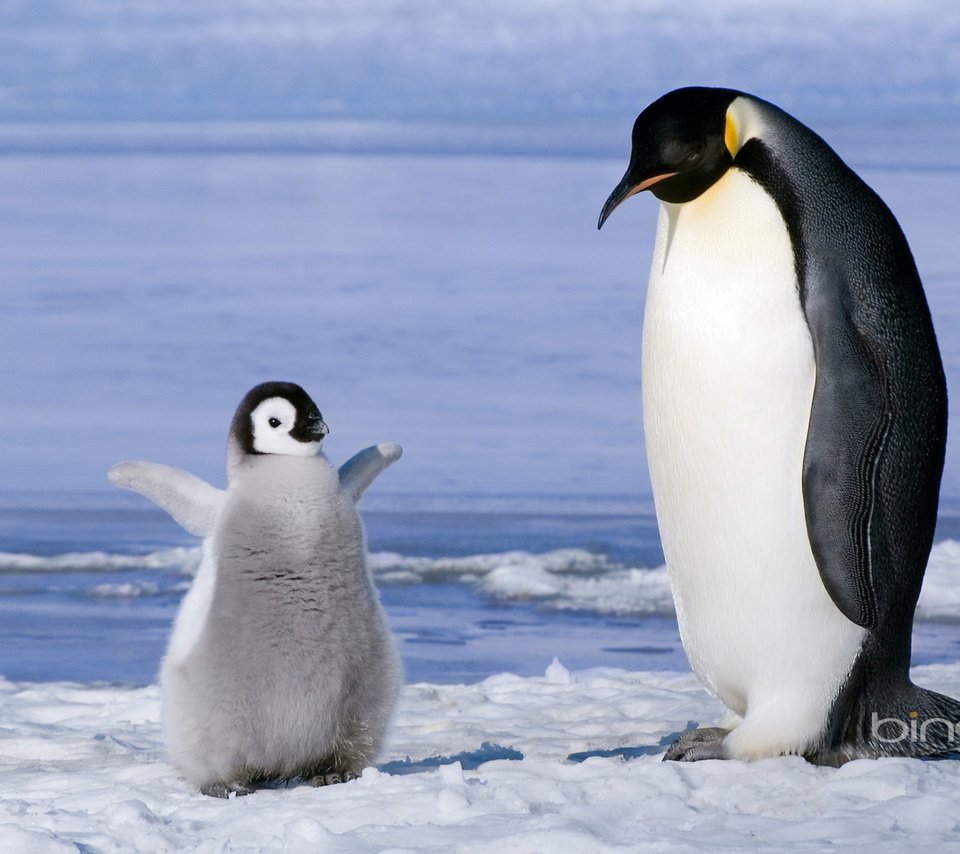 Самый крупный пингвин