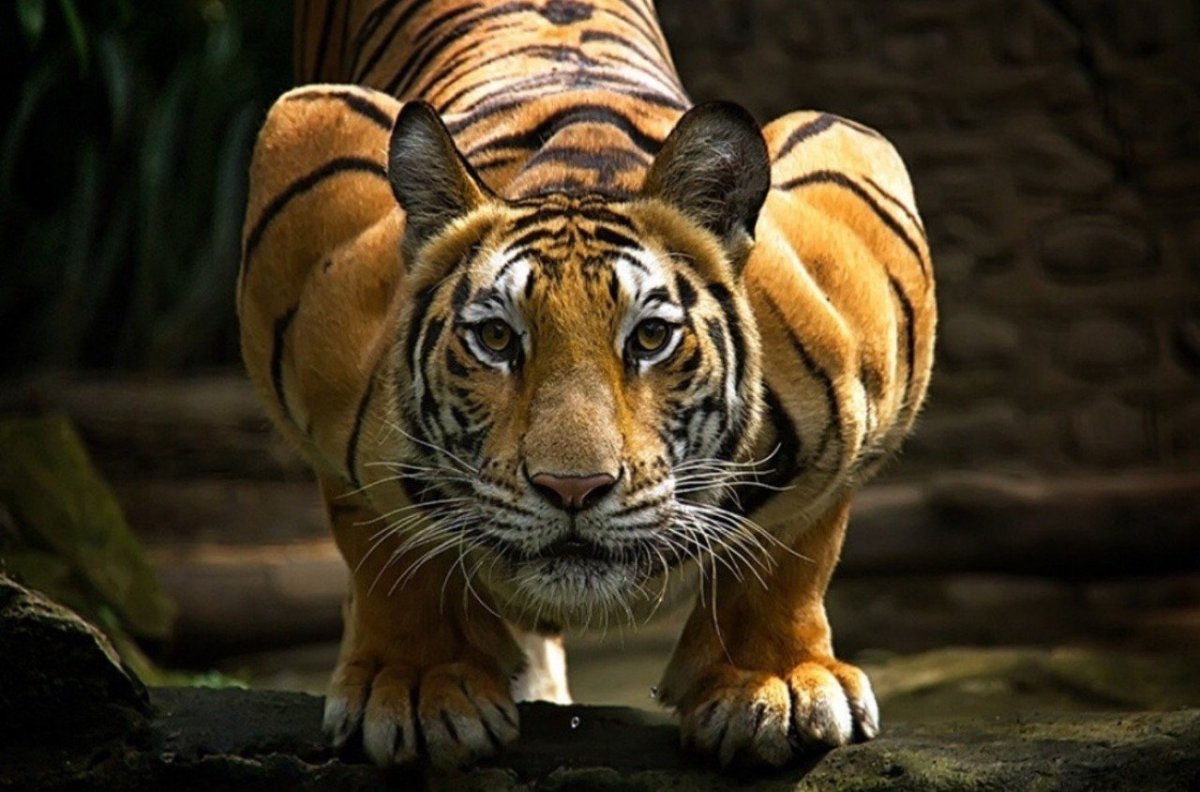 Затаившийся тигр