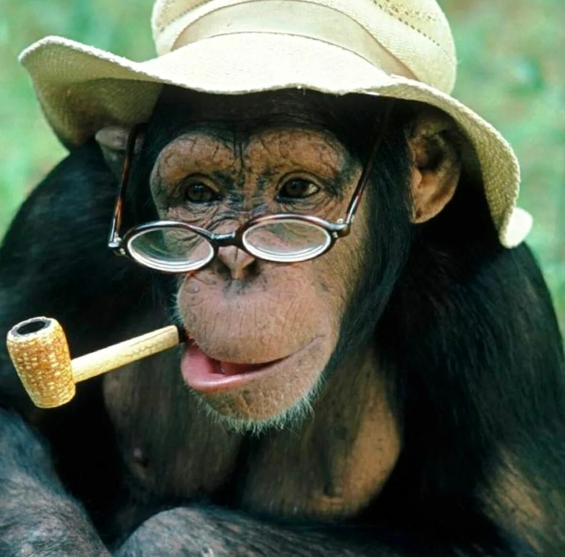 Смешные шимпанзе