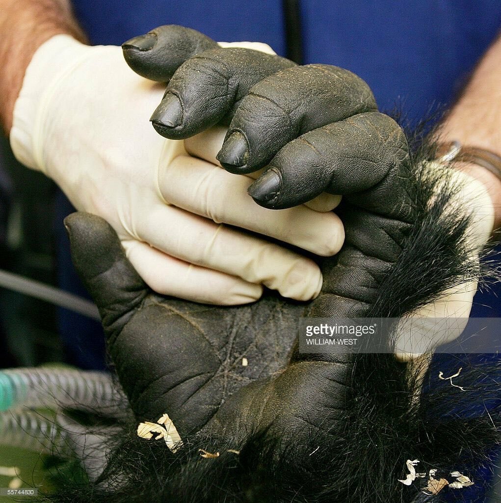 Лапа гориллы