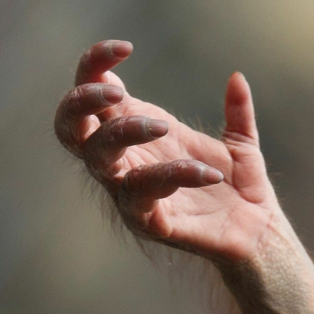 Ладонь обезьяны