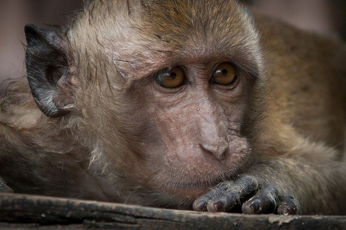 Обезьяна плачет