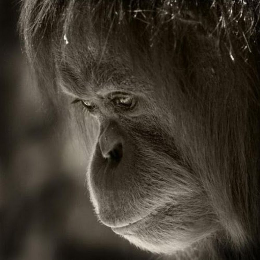 Обезьяна плачет