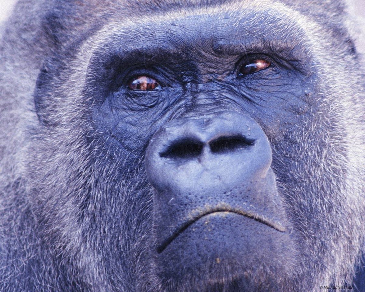 Обезьяна с синим носом