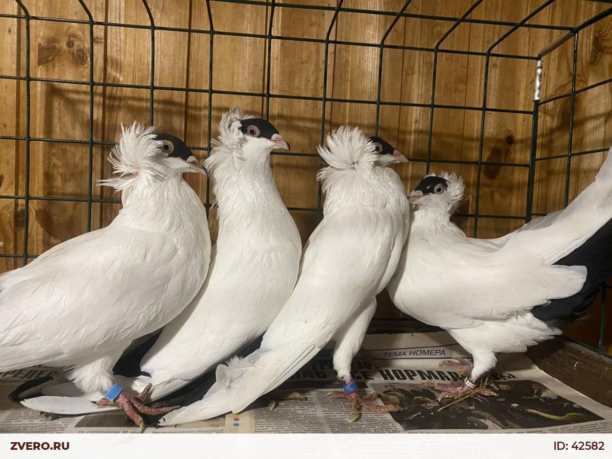 Порода голубей монахи