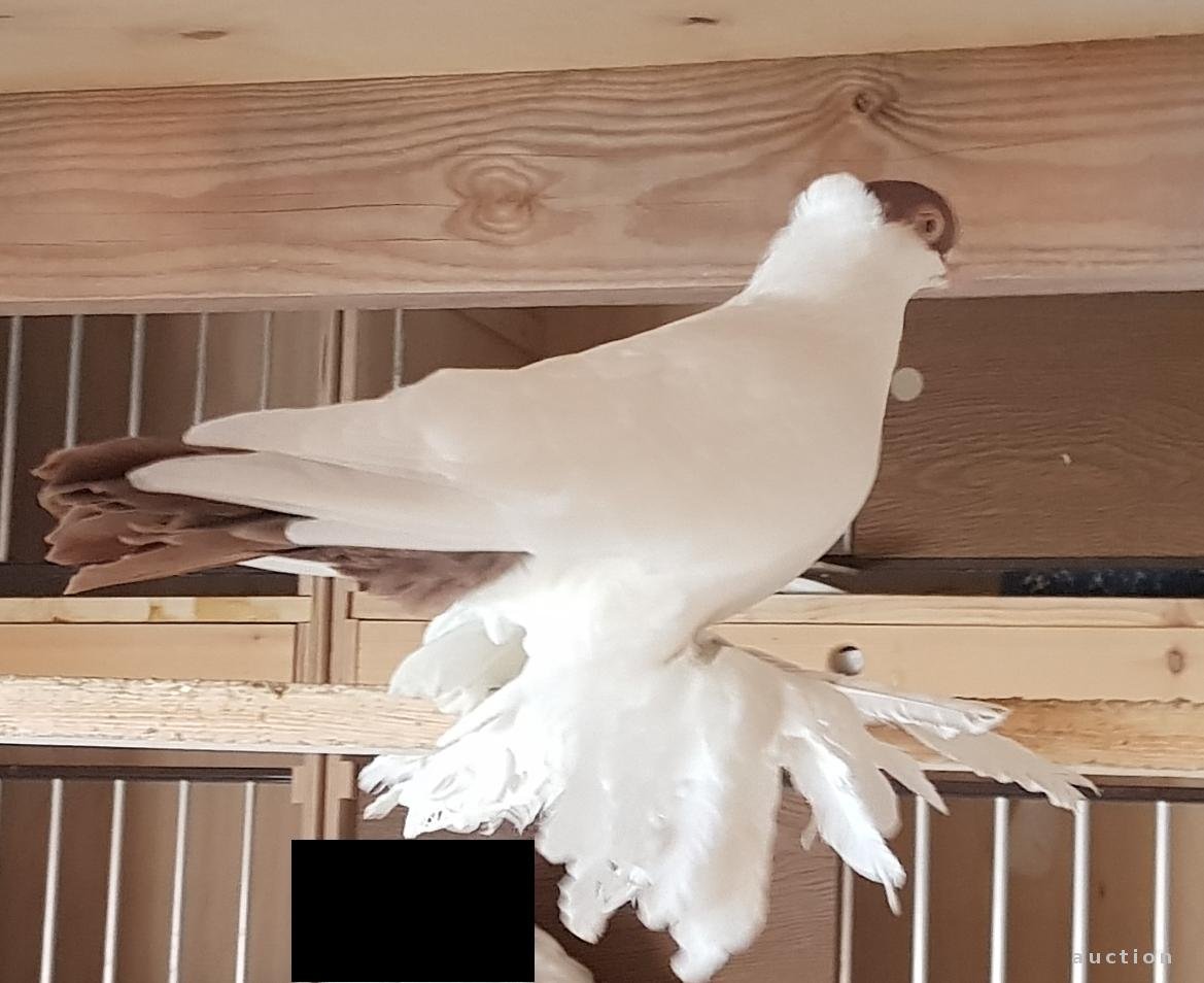 Порода голубей Московский монах