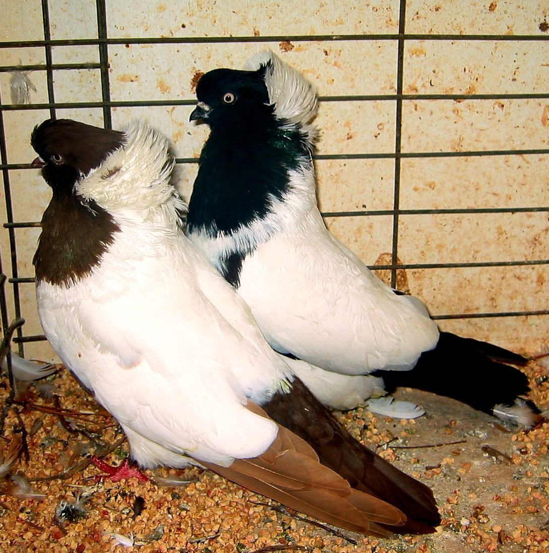 Голубь монах Турман