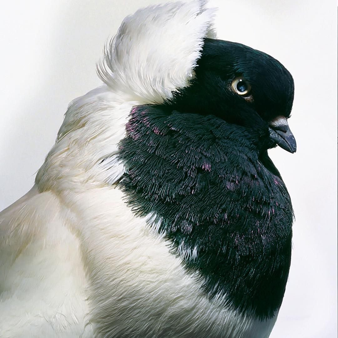 Голуби породы Арденны