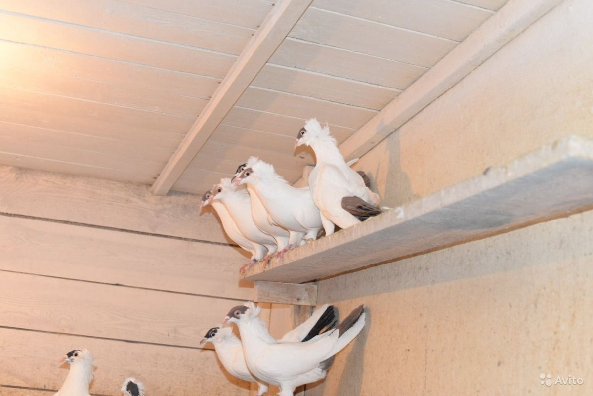 Московский монах голубь