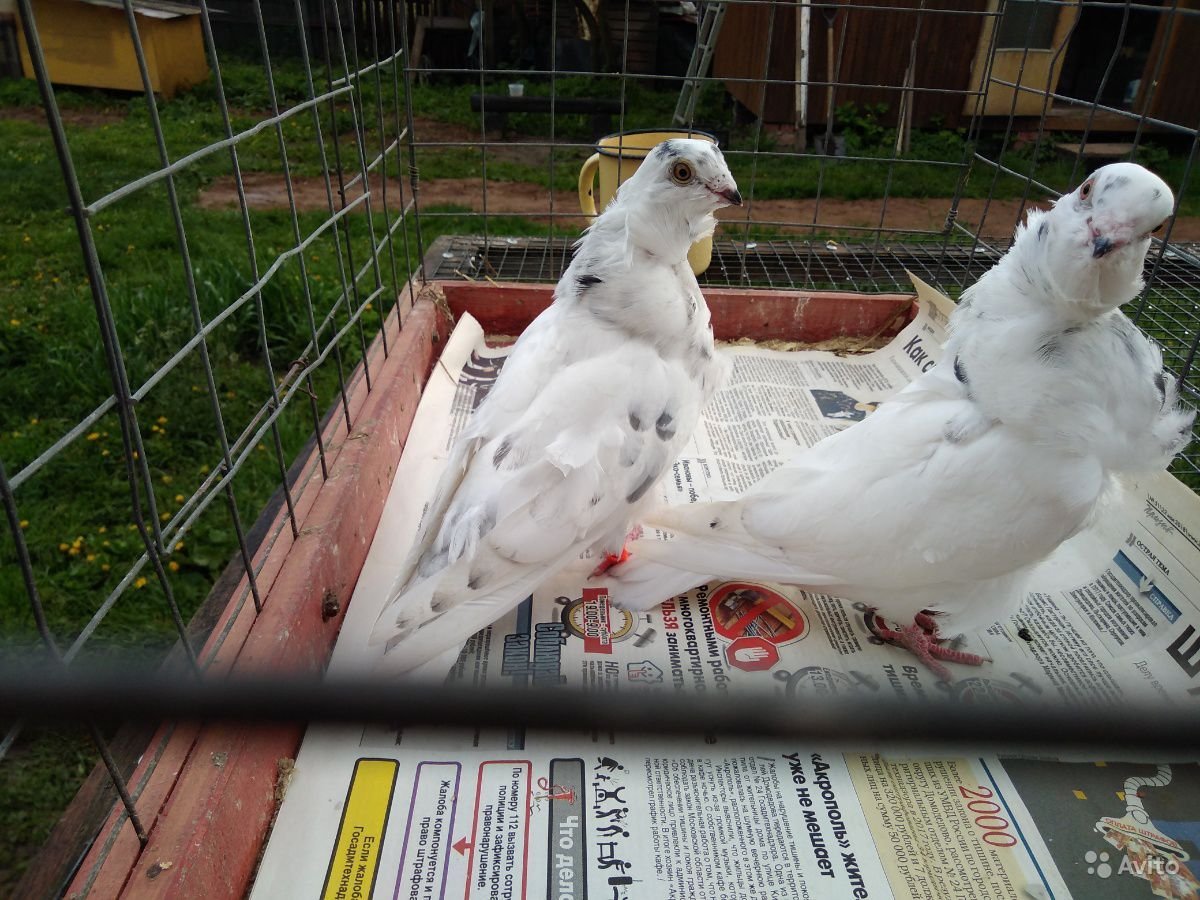 Московский монах голубь