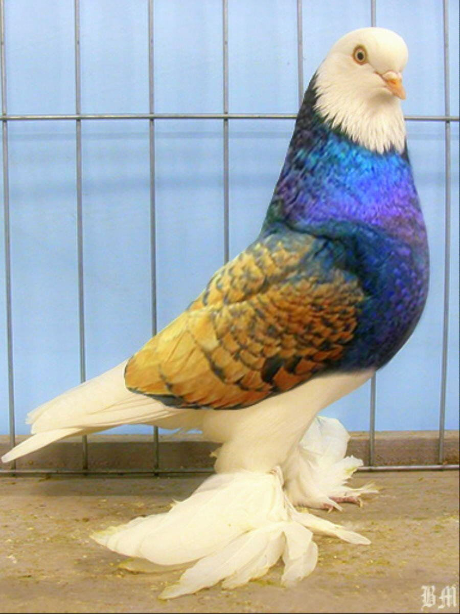 Голуби турецкая Такла