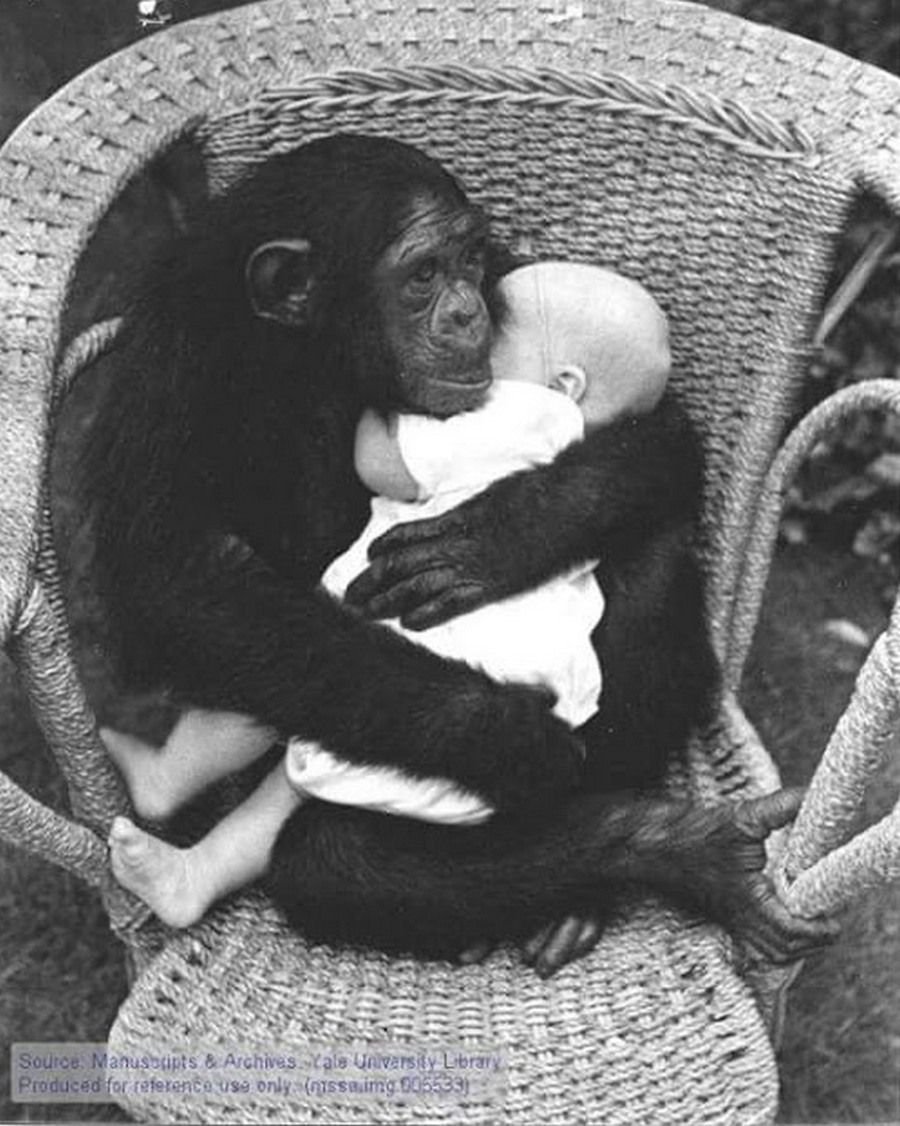 Обезьяна обнимает человека